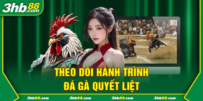 Theo dõi hành trình đá gà quyết liệt